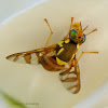 Breadfruit Fruit Fly