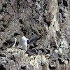 Guillemot