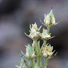Monument Plant, Green Gentian