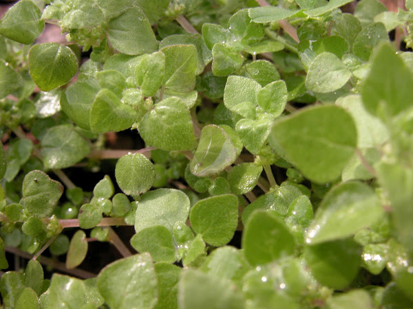 Florida Pellitory | Project Noah