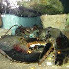 black American Lobster