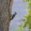 Golded-fronted Woodpecker