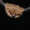 Tri-colored Bat