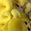Yellow oyster mushroom