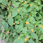 Spotted Jewelweed