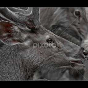 Truthful Eyes by Vincent Albert - Animals Other Mammals