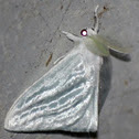 Satin Moth