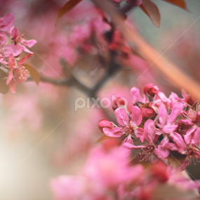 *** by Yasin Akbaş - Flowers Flower Arangements