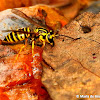 Southern yellowjacket wasp