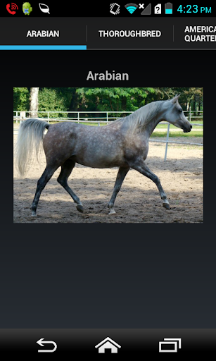 【免費教育App】Horse Breeds-APP點子