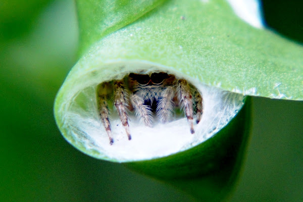 Jumping Spider | Project Noah