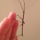 Walking stick