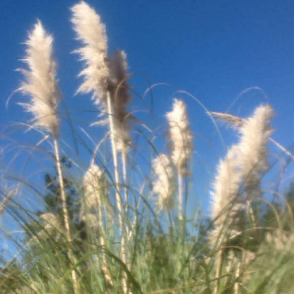 Cola De Zorro Project Noah