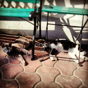 Just another boring day by Ruxandra Palade - Animals - Cats Portraits