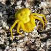 Yellow crab spider