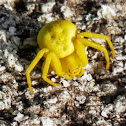Yellow crab spider
