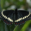 Scamander Swallowtail
