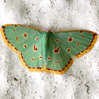 Emerald Moth