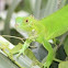 Green Iguana - baby