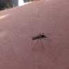 Common Mosquito