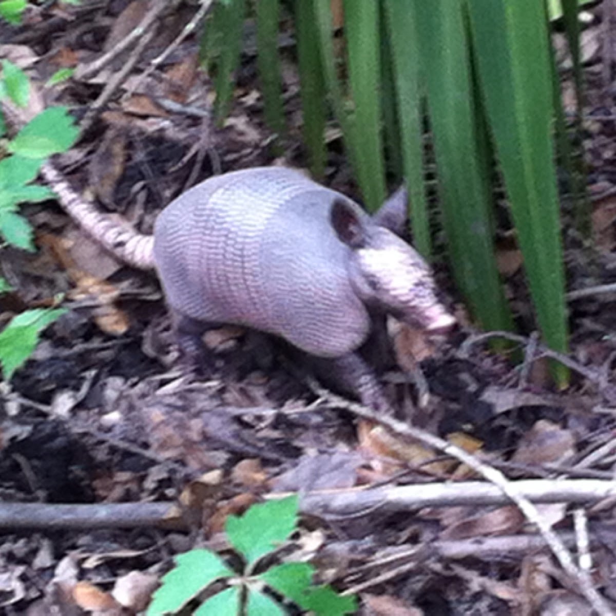 Nine-banded Armadillo