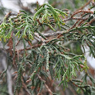 Hinoki False Cypress 'Golden Whorl'