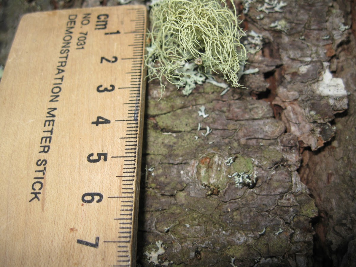 miniature Spanish lichen