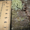 miniature Spanish lichen