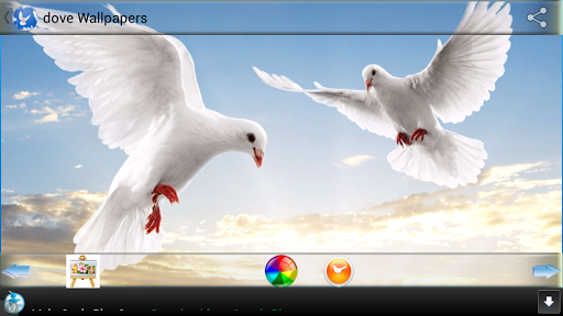Dove or Pigeon Wallpapers