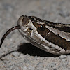 Western massasauga rattlesnake