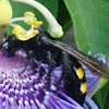 Scoliidae wasp