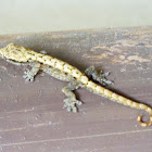 mourning gecko