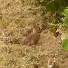 Eastern Cottontail (kit)
