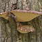 Dryad's Saddle