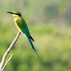 blue tailed bee eater