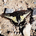 Desert Swallowtail