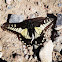 Desert Swallowtail