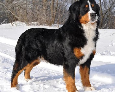 Bernese Mountain Dogs Wallpap Screenshots 0