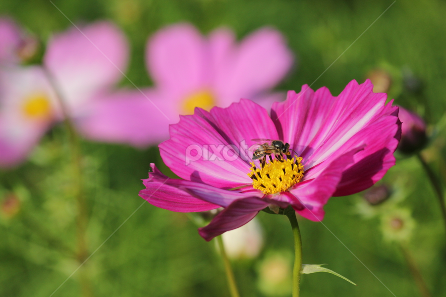 Single Flower | Flowers | Pixoto