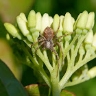 Running Crab Spider