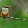 Grey-headed Kingfisher