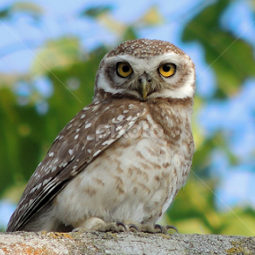 Spotted owlet  by  Priyanka D - Animals Birds