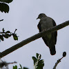 torcaza - tortolita  - ruddy ground dove