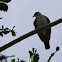 torcaza - tortolita  - ruddy ground dove