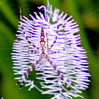 Florida Argiope Spider (juvenile)