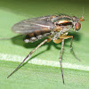 longlegged irridescent fly
