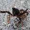 Common Crayfish