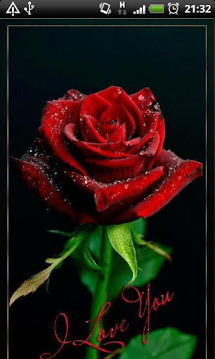 Rose I Love You Live Wallpaper