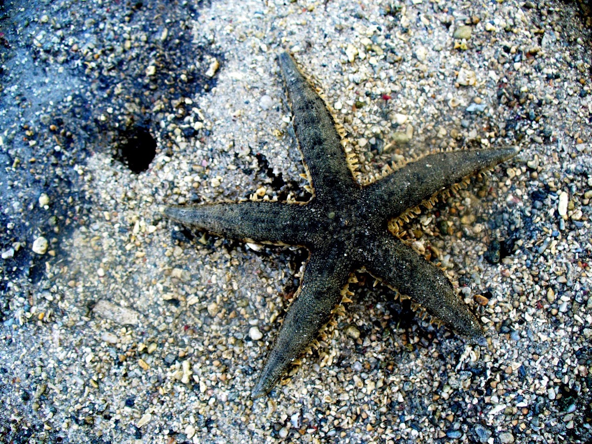 Common sea star/bintang laut