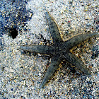 Common sea star/bintang laut